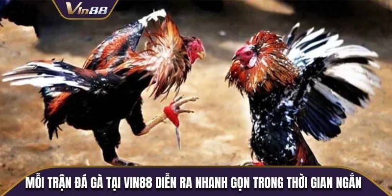 Mỗi trận đá gà tại Vin88 diễn ra nhanh gọn trong thời gian ngắn